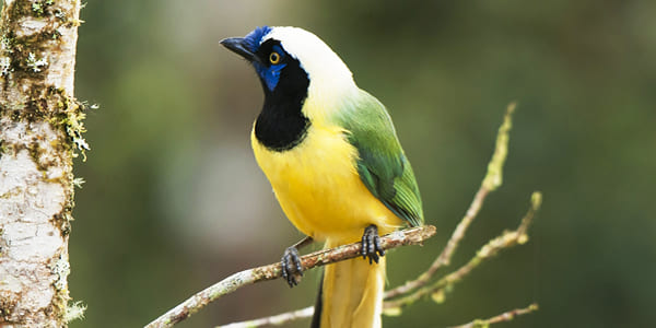 Observación de Aves