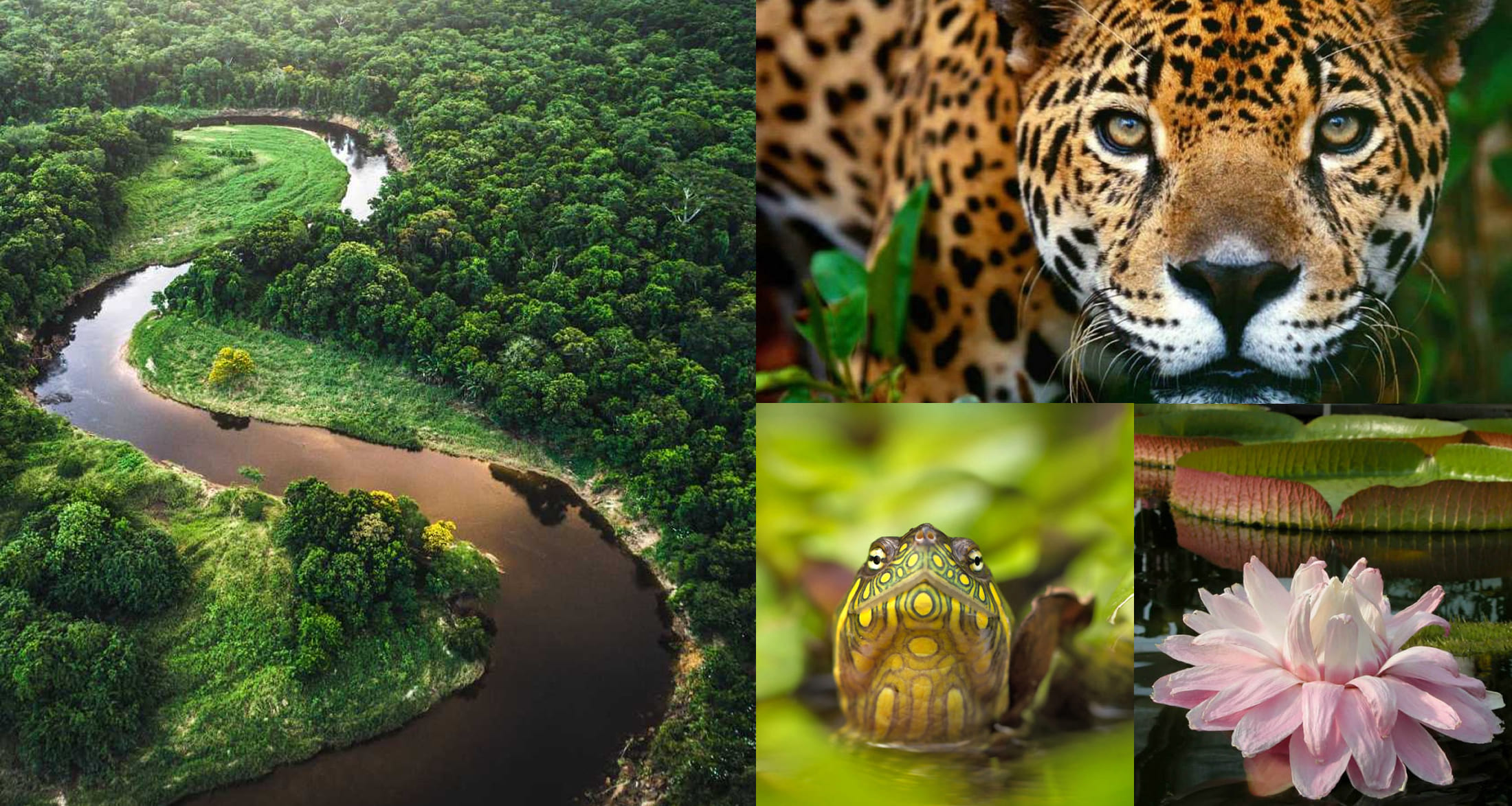 Colage de la Selva
