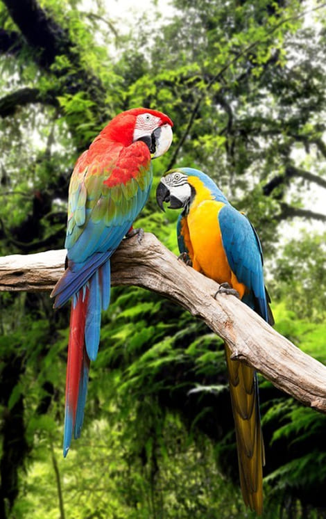 Flora y fauna