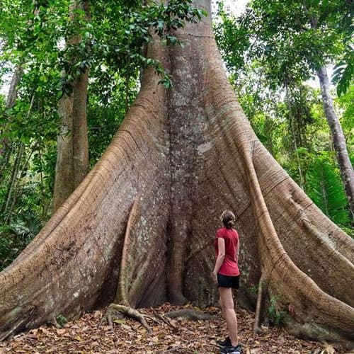 Árbol gigante - Lupuna
