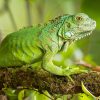 Iguana