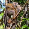 Monitos del Amazonas