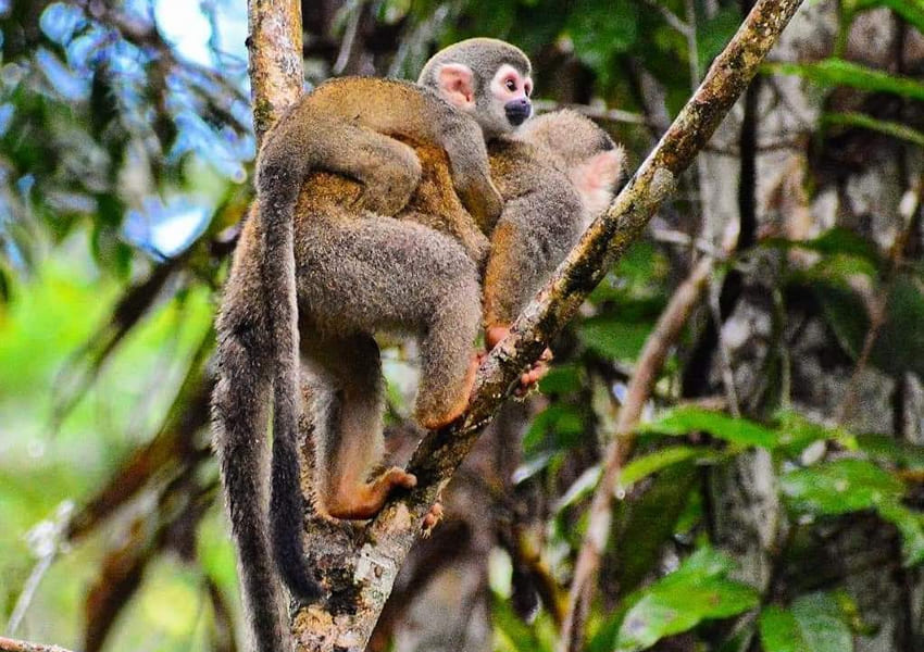 Monitos del Amazonas