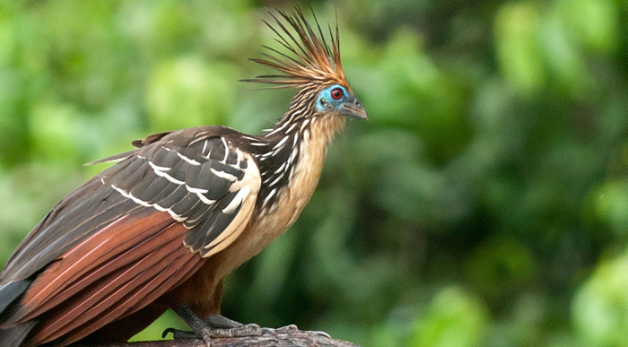 Shansho - Hoatzin