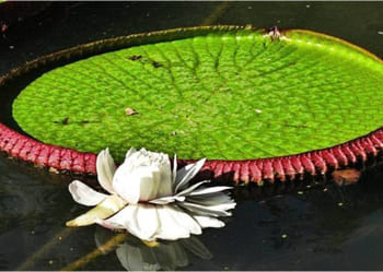 Victoria Regia o lila Amazónica