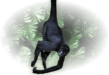 Monito Araña
