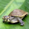 tortuga Taricaya